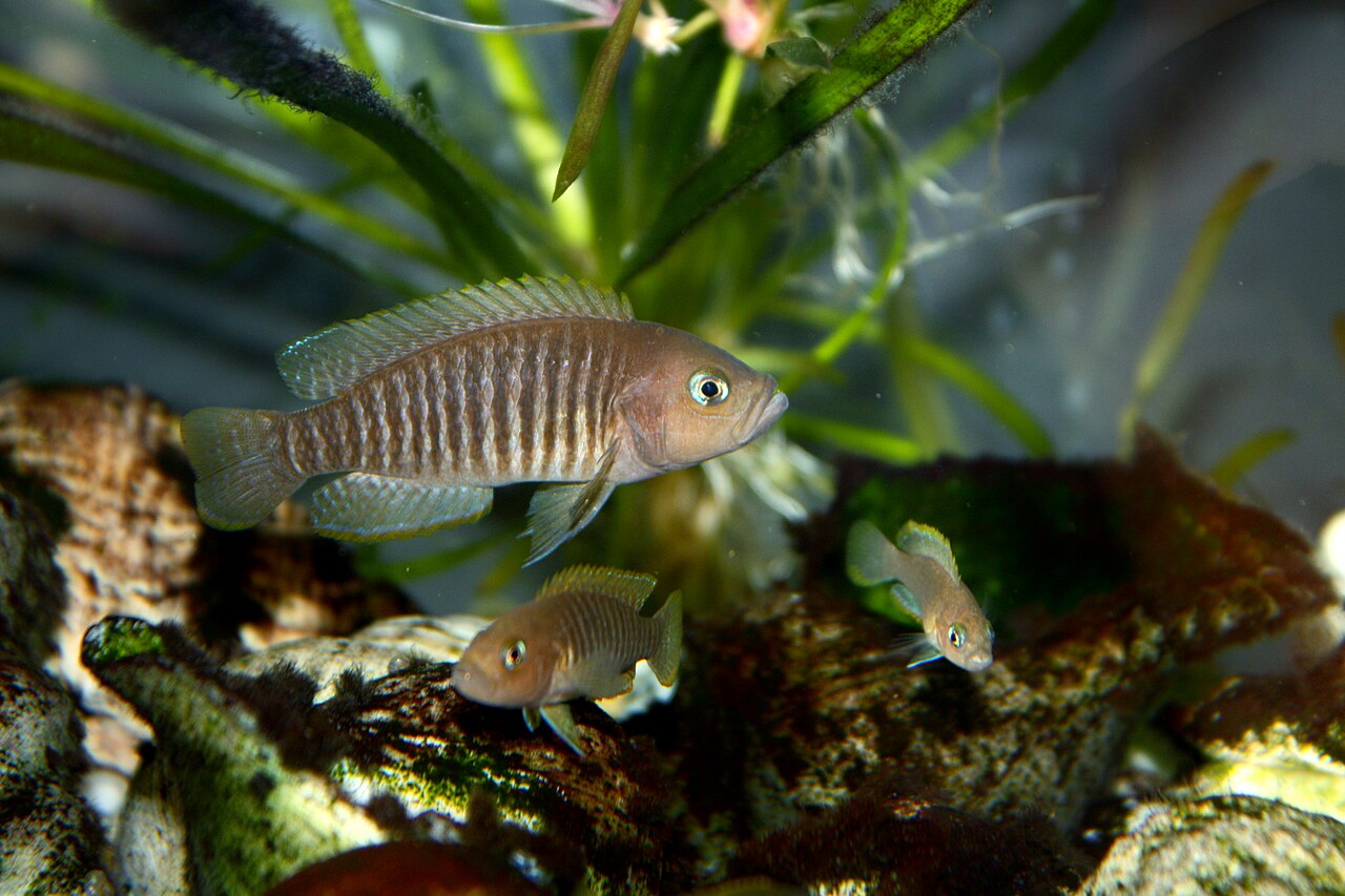 Dwarf Ocellated Dwelers