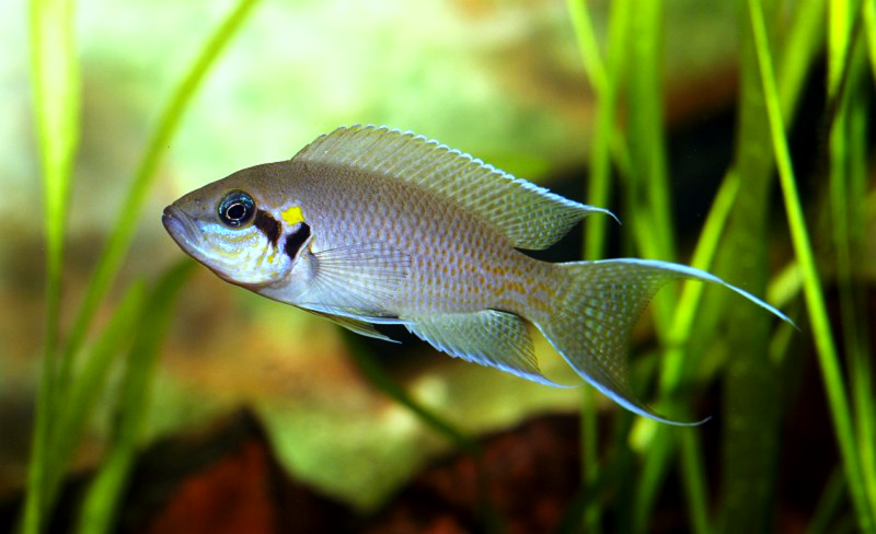 Brichardi Cichlid