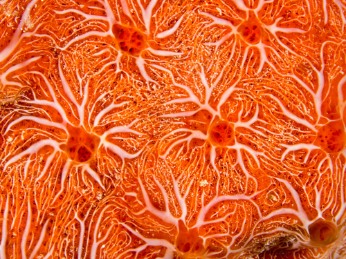 Tiger Sponge coloRed
