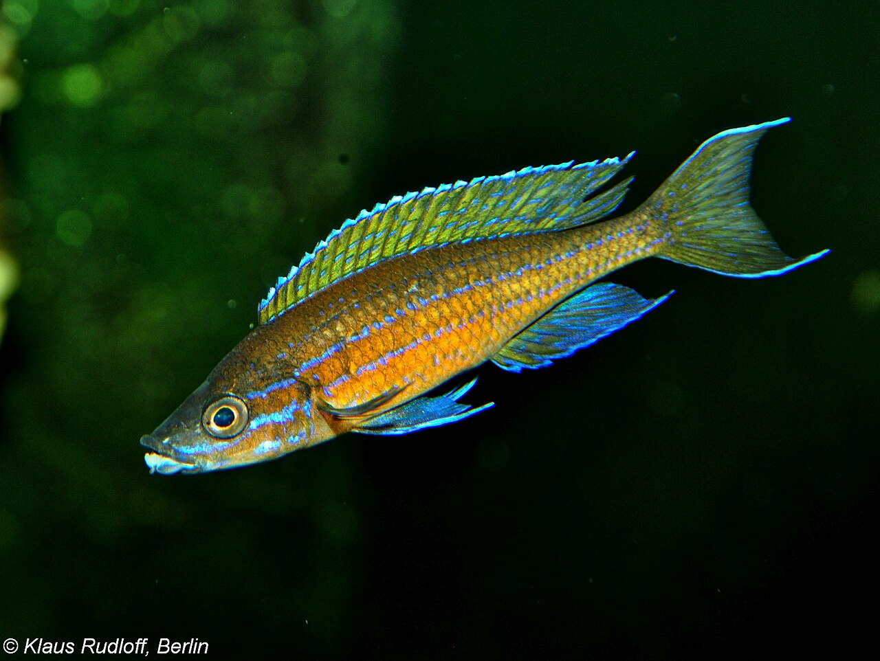 Blue Neon Cichlid