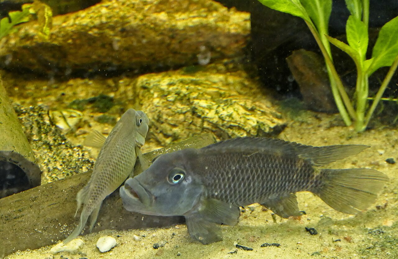 Lionhead - Cichlid