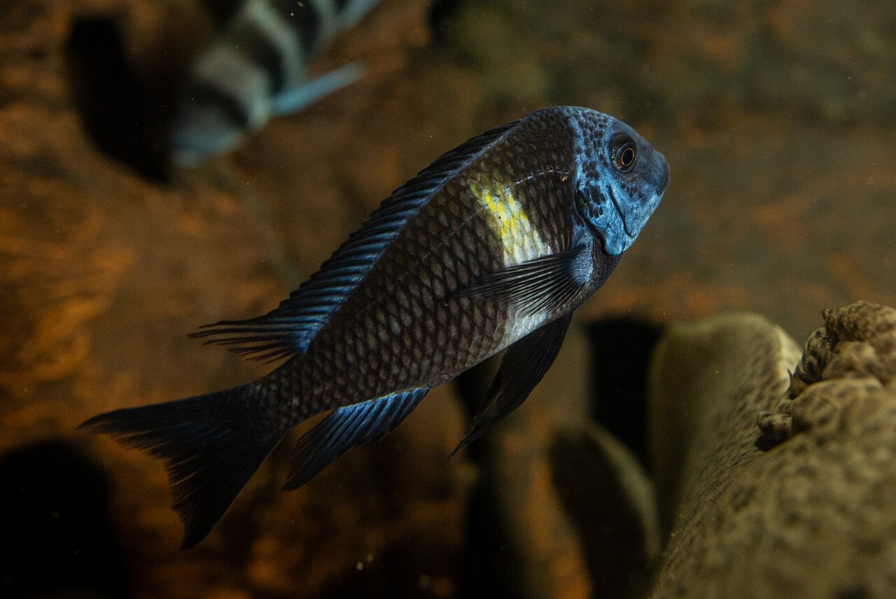 White Spotted Cichlid