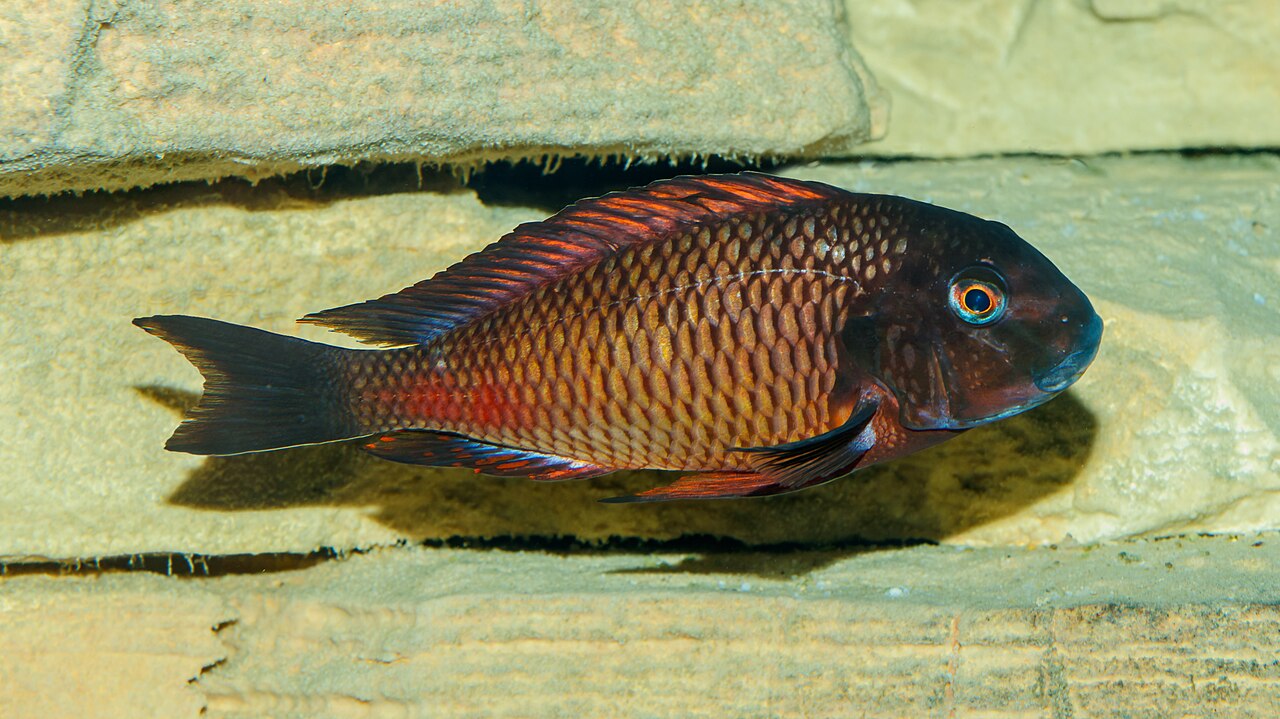 Blundhead Cichlid