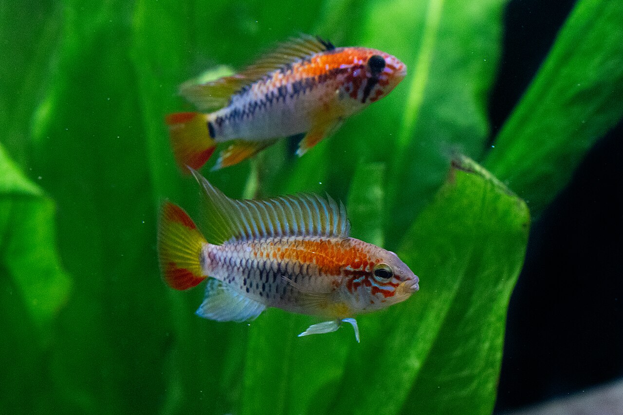 Apistogramma macmesteri