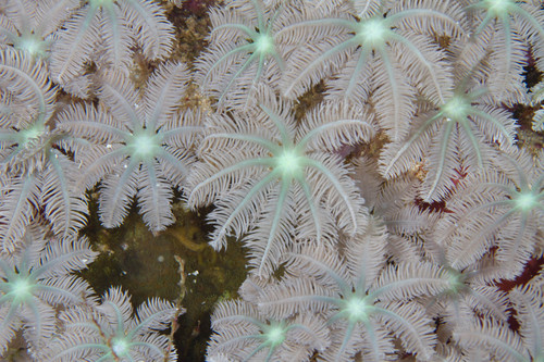 Ordinary Clove Polyps