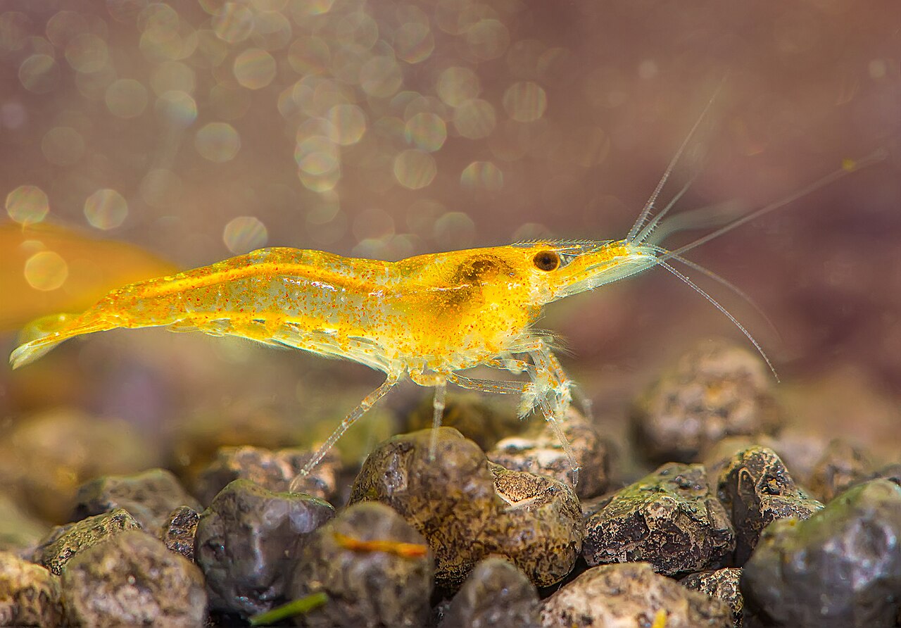 Shrimp-Orange