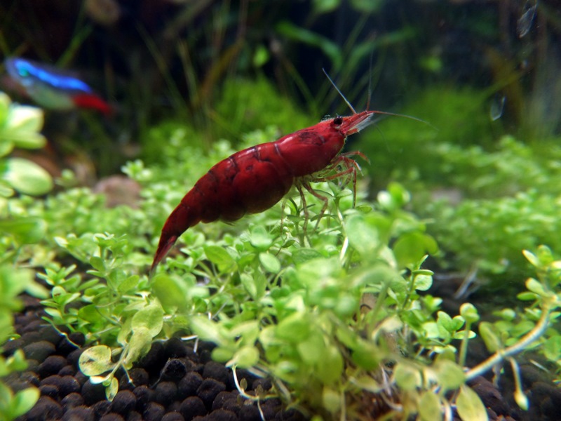 Shrimp-Red Cherry