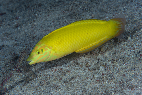 Golden Rainbow Fish