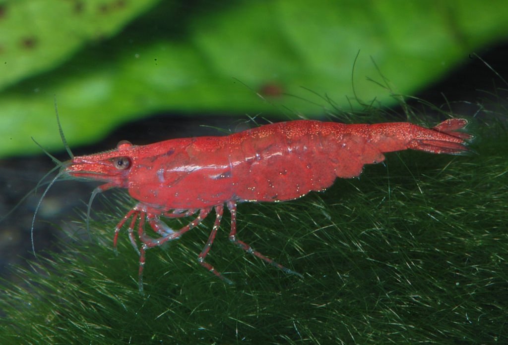 Shrimp-Red Sakura