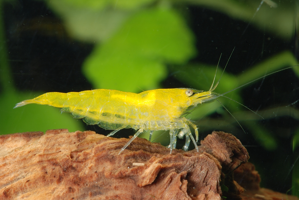 Shrimp-Yellow