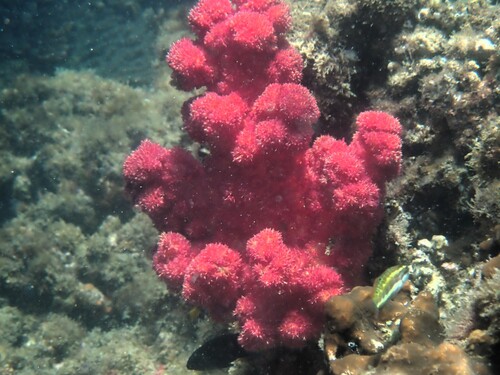 Cotton Cauliflower Red,Pink,Orange