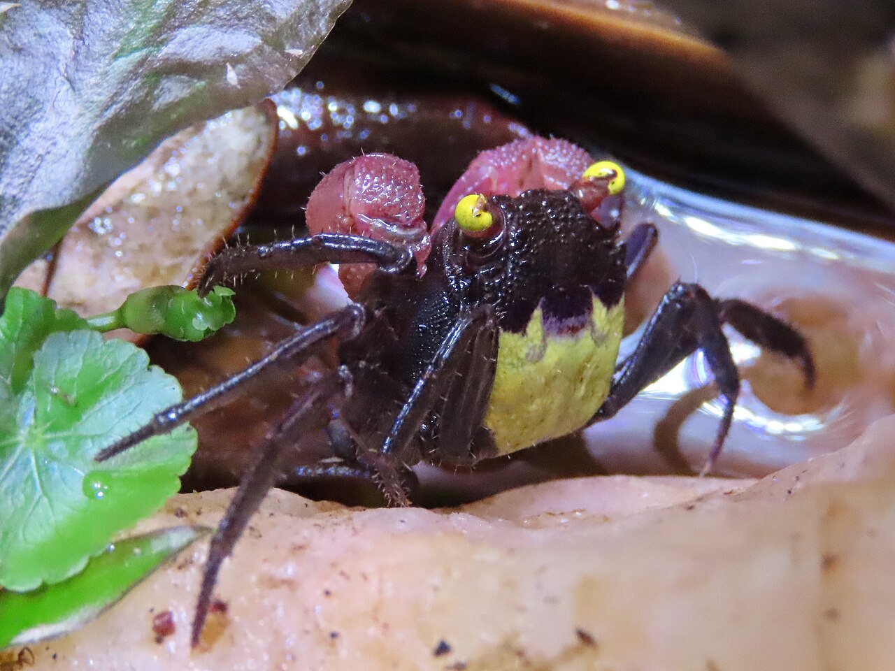 Purple Vampire Crab