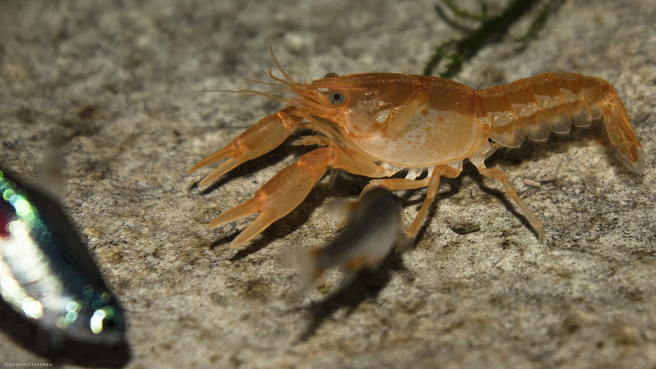 Mexican Dwarf Crayfish