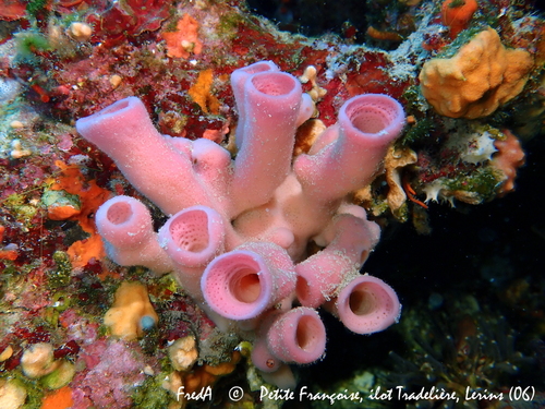 Blue Sponge
