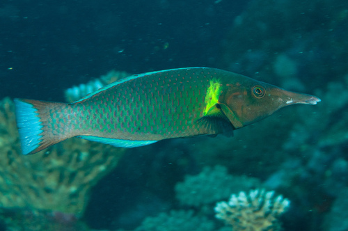 Brown Bird Wrasse Female