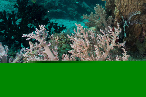 Tree Soft Green/Yellow "Nepthea"