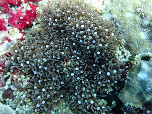 Star Polyps Metalic Green