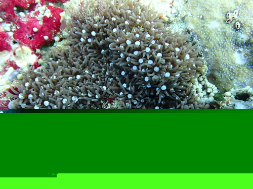 Ordinary Star Polyps