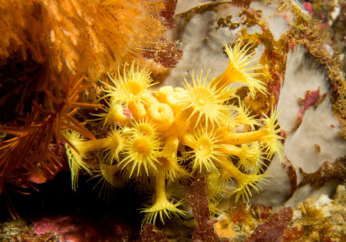Sand polyp metallic color