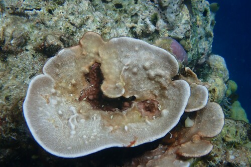 Fan Sponge