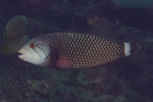 Dragon Wrasse