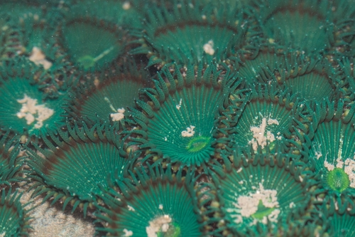 Pipe Button Polyp Color Metalik Makasar