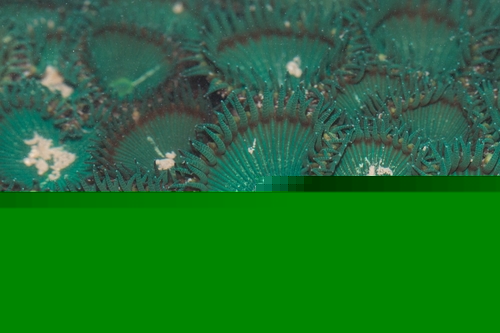 Ordinary Button Polyps