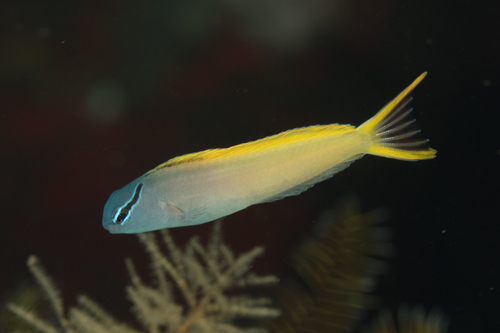 Forktail Blenny
