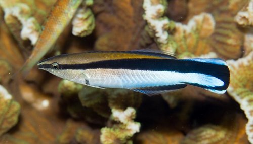 Cleaner Wrasse