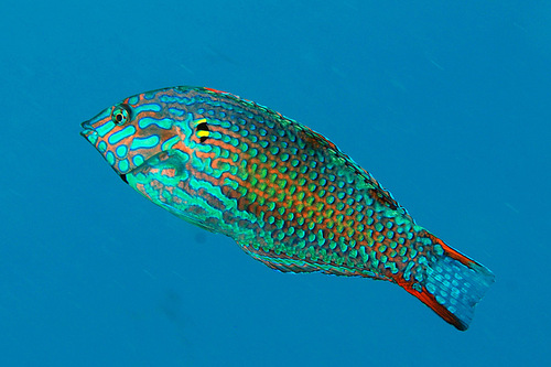 Assorted Macro Wrasses