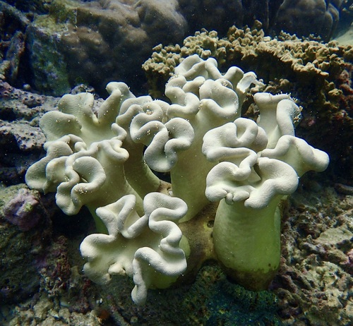 Leather Coral