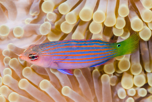 Six-Lined Wrasse