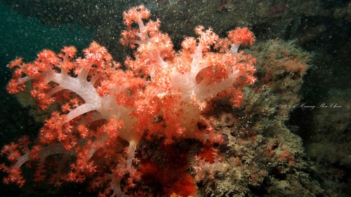Strawberry Coral Red Silk M