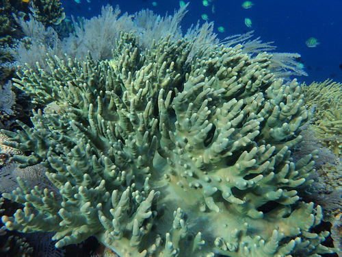 Soft Finger Coral