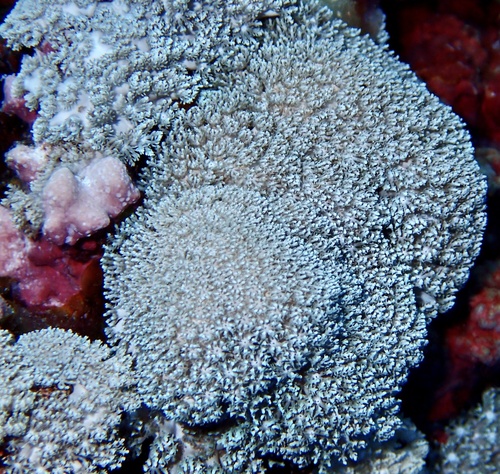 Blue Sympodium Polyp