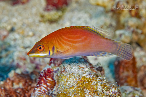Striated Wrasse