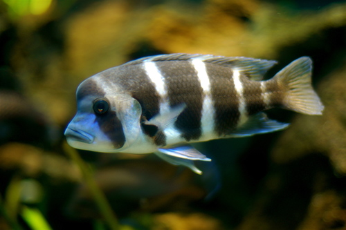 Red Frontosa