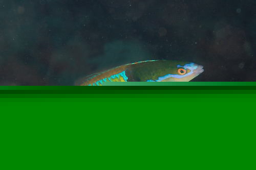Royal Pencil Wrasse