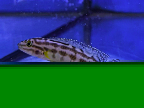 Julidochromis marlieri