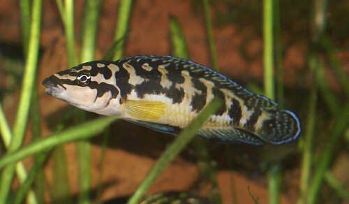 Julidochromis transcriptus ALBINO