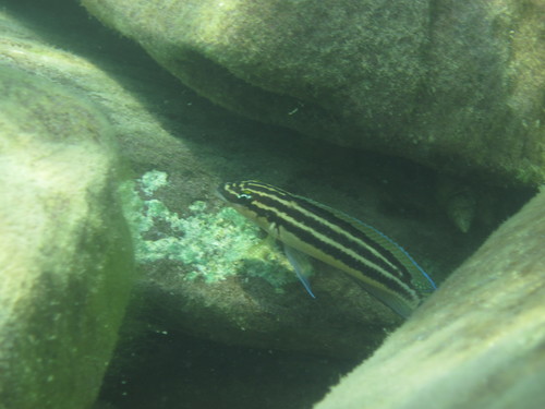 Julidochromis ornatus albino