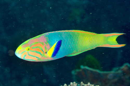 Asstd Lyretail Wrasses