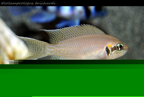 Lamprologus calvus (Yellow)