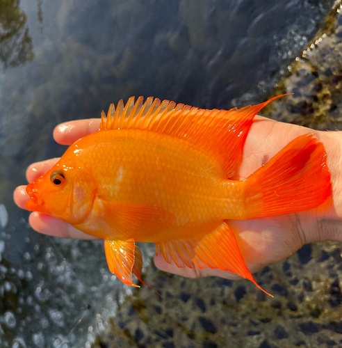 Lemon Cichlid