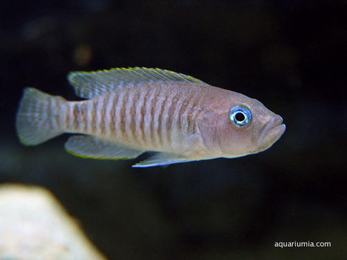 Multies Shell Dweller Cichlid