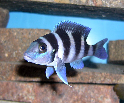 Five Bar Cichlid