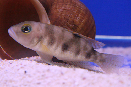 Hecq's Lamprologus