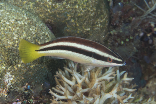 Yellow-Tailed Cleaner