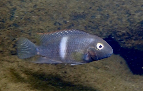 Tropheus bemba