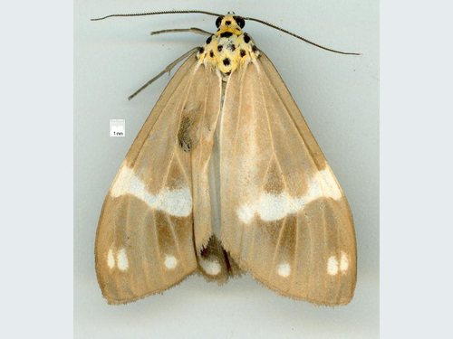 Leptosoma malasa
